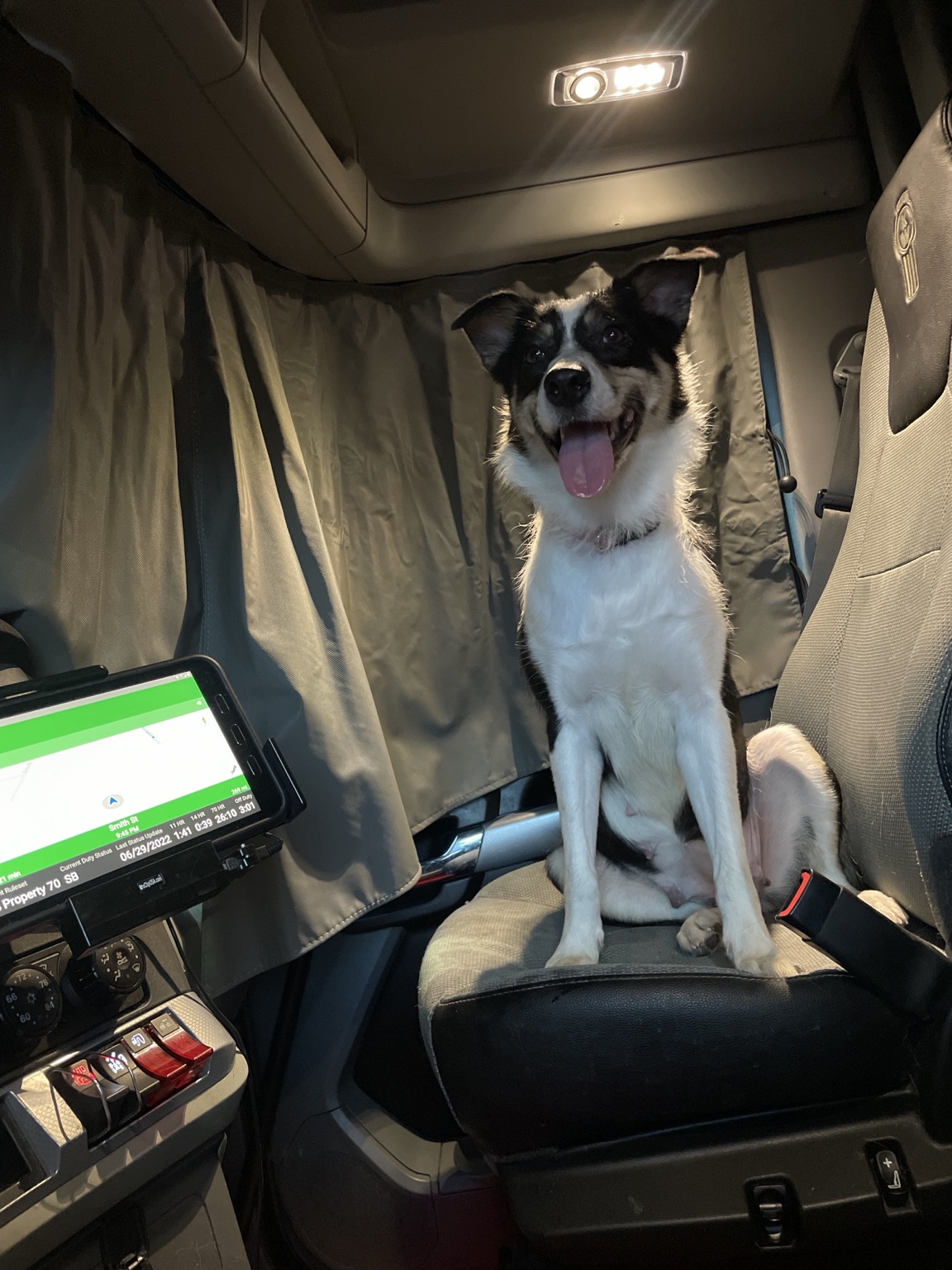 Zoey, the trucking companion who inspired Zoey Transportation, sitting in the passenger seat of the truck